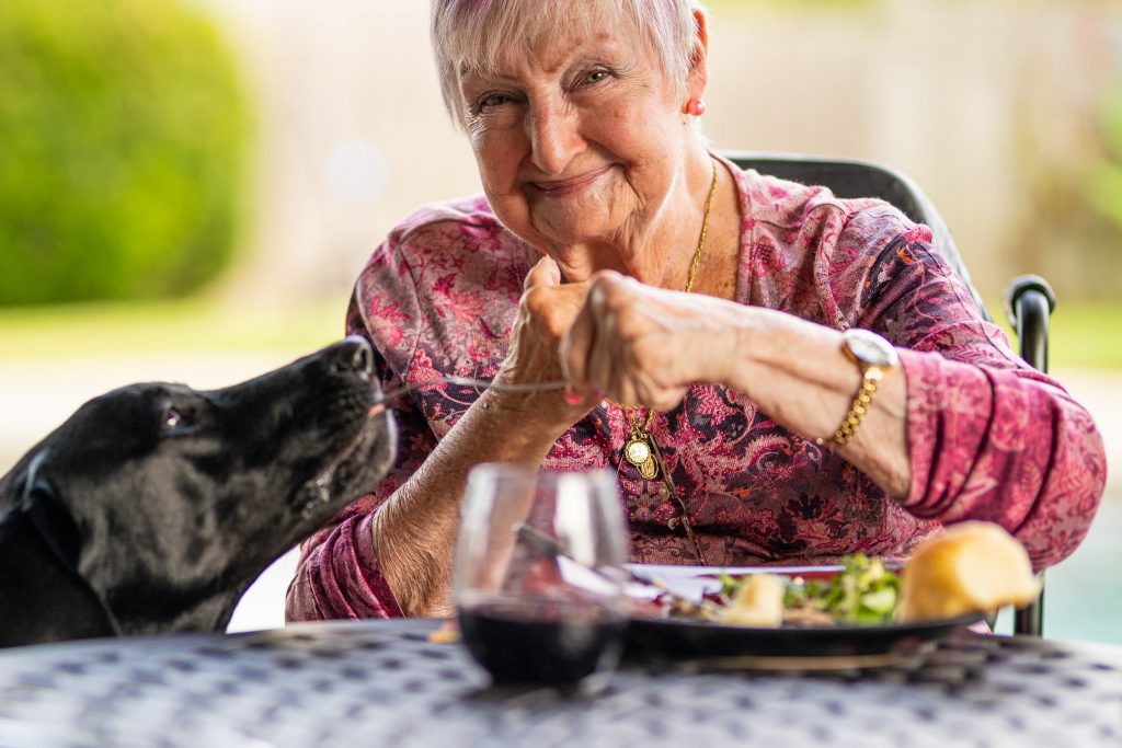 senior woman sitting at table with plate of food feeding black laborador retriever with fork senior and dog heart healthy gifts live longer with dog