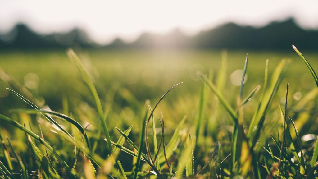 Closeup of grass with hot sun beating down in background