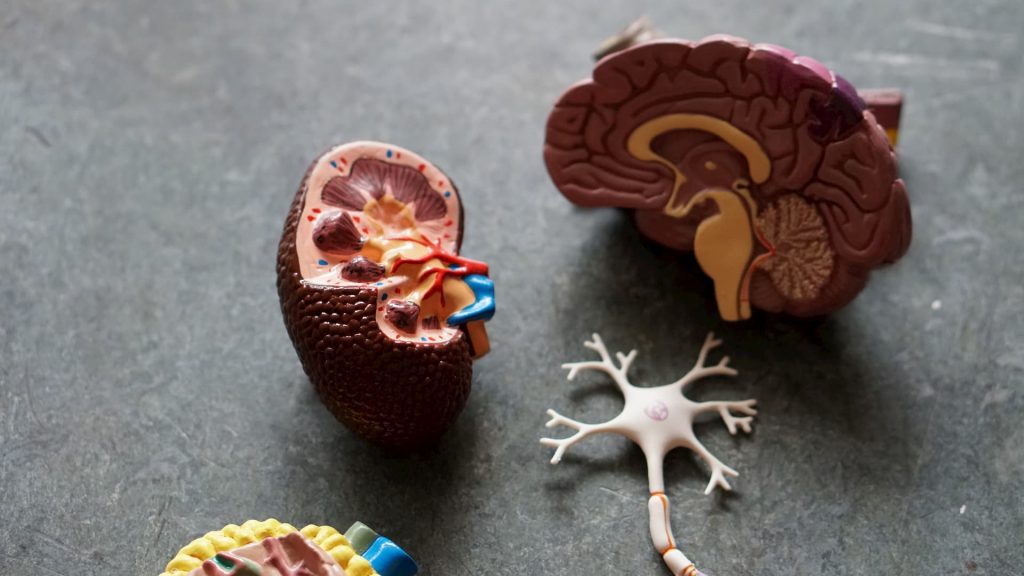 brain model with pieces taken apart on the table 