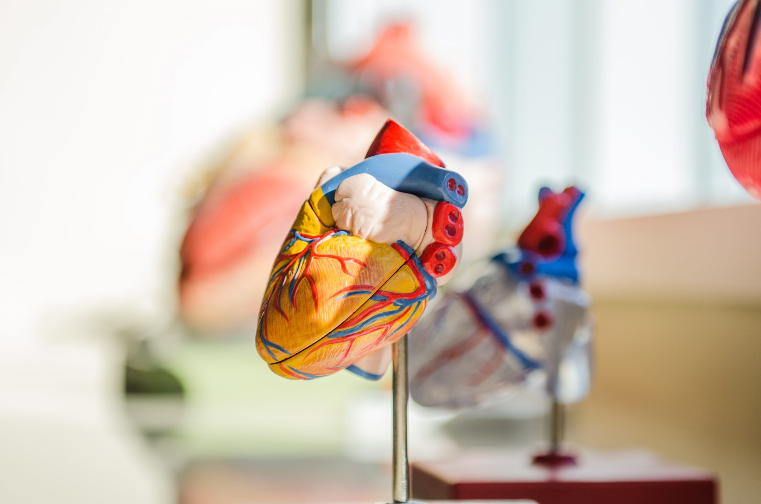 heart model showing arteries, veins, chambers, aorta, valves all color coded