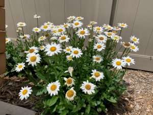 Barrick & Kristi Wilson Terrace at the Senior Behavioral Health Center at NMC Health Medical Center in Newton KS