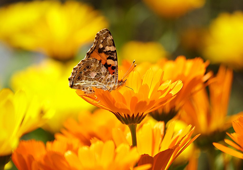 moth looking butterfly landing on orange yellow flower closeup spring flowers blooming wildlife