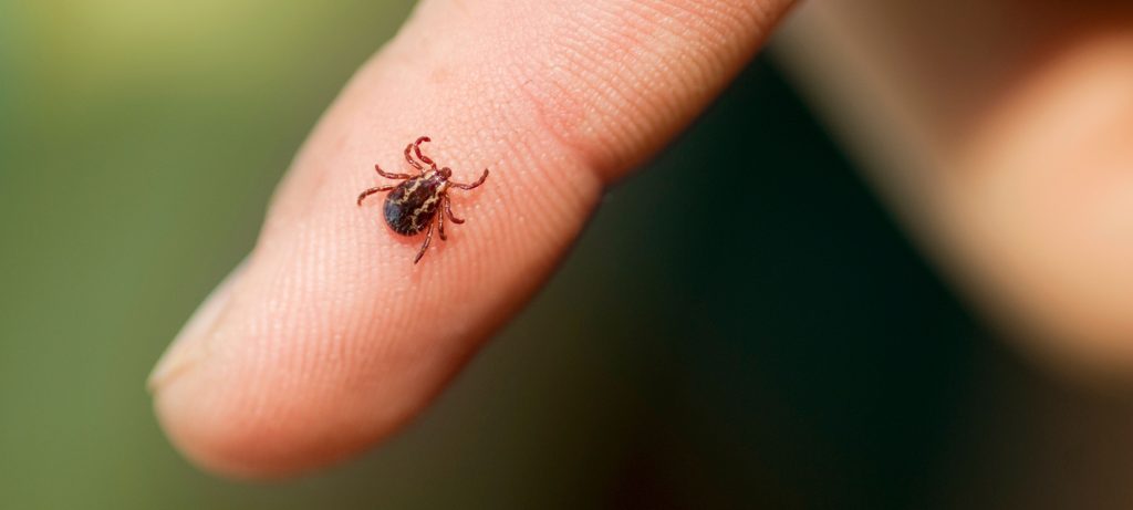 tick on finger for bite blog header