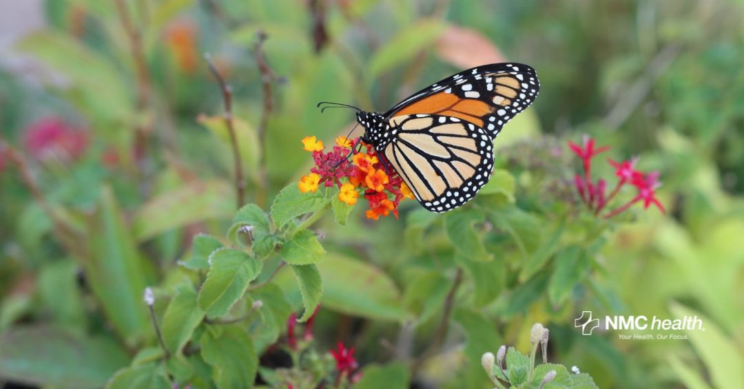 Monarch butterfly on orange flower